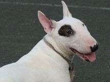 À vendre : un chiot Mini Bull Terrier mâle blanc LOF
