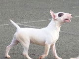 À vendre : un chiot Mini Bull Terrier mâle blanc LOF