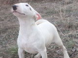 À vendre : un chiot Mini Bull Terrier mâle blanc LOF
