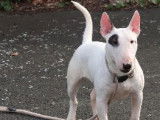 À vendre : un chiot Mini Bull Terrier mâle blanc LOF
