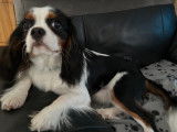 Jeune et beau Cavalier King Charles disponible pour saillie
