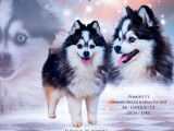 Mâle Pomsky toy pour saillie