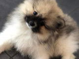 Chiots Spitz Nain Poméranien à vendre