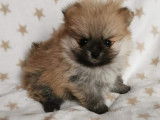 Chiots Spitz Nain Poméranien à vendre