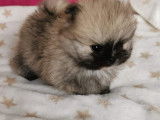Chiots Spitz Nain Poméranien à vendre