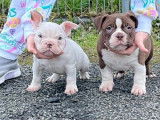 Chiots de race American Bully à vendre (3 femelles & 1 mâle)