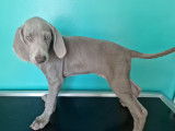 Superbes chiots braques de Weimar à vendre