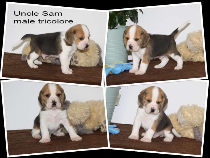 Adorables chiots Beagles LOF à vendre