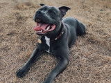 Mâle Staffordshire Bull Terrier disponible pour saillie
