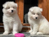 Chiots Samoy&egrave;des &agrave; vendre