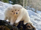 Chiots Samoy&egrave;des &agrave; vendre