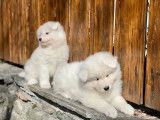 Chiots Samoy&egrave;des &agrave; vendre
