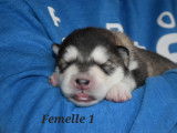 Chiots Malamutes à vendre