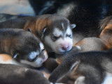 Chiots Malamutes à vendre