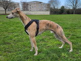M&acirc;le Whippet disponible pour saillie