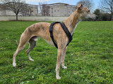 M&acirc;le Whippet disponible pour saillie