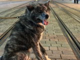 Mâle Akita Inu LOF et confirmé disponible pour saillie