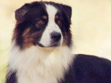 Berger Australien disponible pour saillie