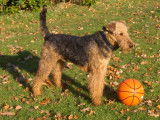 De race Airedale Terrier disponible pour saillie
