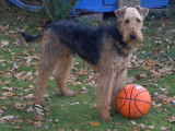 De race Airedale Terrier disponible pour saillie