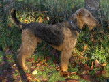 De race Airedale Terrier disponible pour saillie