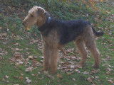 De race Airedale Terrier disponible pour saillie