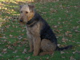 De race Airedale Terrier disponible pour saillie