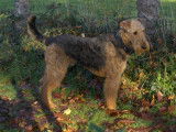 De race Airedale Terrier disponible pour saillie