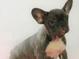 Chiots Bouledogue Français à vendre