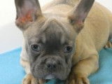 Chiots Bouledogue Français à vendre
