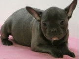 Chiots Bouledogue Français à vendre