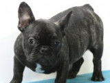 Chiots Bouledogue Français à vendre