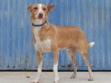 Chien Podenco de 6 ans à adopter
