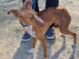 Chienne Podenco d'un an à donner