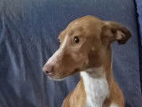 Chienne Podenco d'un an à donner