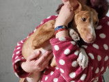 Chienne Podenco d'un an à donner
