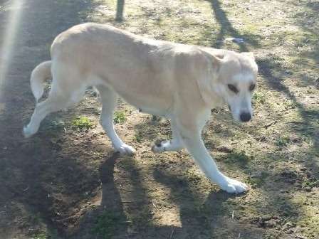 Chienne de 3 ans à adopter