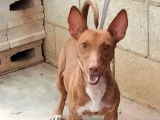Chien Podenco m&acirc;le de 3 ans &agrave; donner