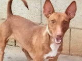 Chien Podenco m&acirc;le de 3 ans &agrave; donner