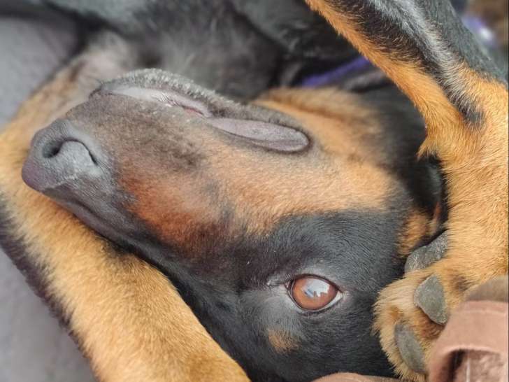 Chien d'un an à donner
