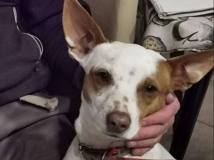 À donner chienne d'un an et demi