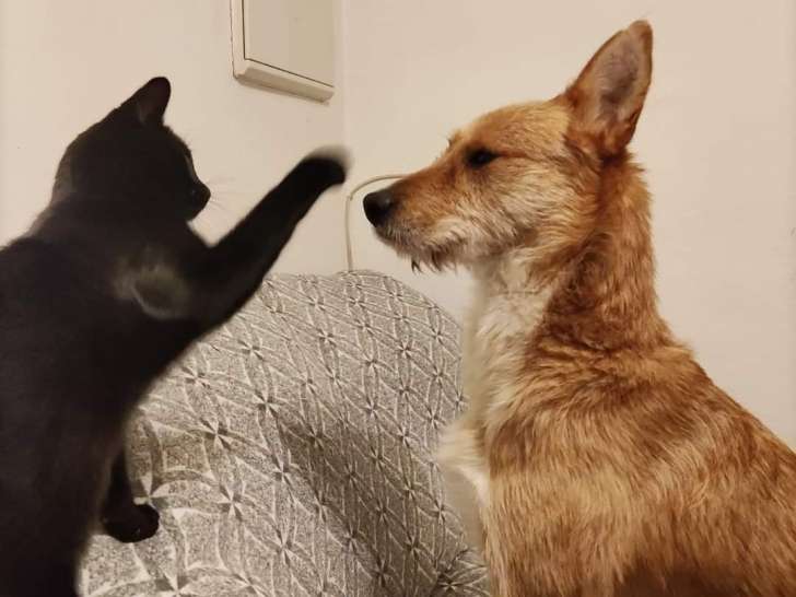 Chien de 4 ans à adopter