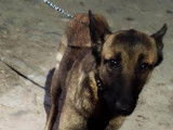 Chienne Berger Malinois femelle à adopter