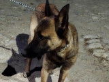 Chienne Berger Malinois femelle à adopter