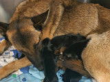 Chienne Berger Malinois femelle à adopter
