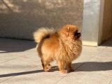 M&acirc;le Spitz Pom&eacute;ranien LOF disponible pour saillie