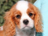 5 chiots Cavaliers King Charles LOF à vendre