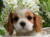 5 chiots Cavaliers King Charles LOF à vendre