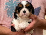 5 chiots Cavaliers King Charles LOF à vendre