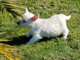 1 chiot mâle Westie LOF à vendre